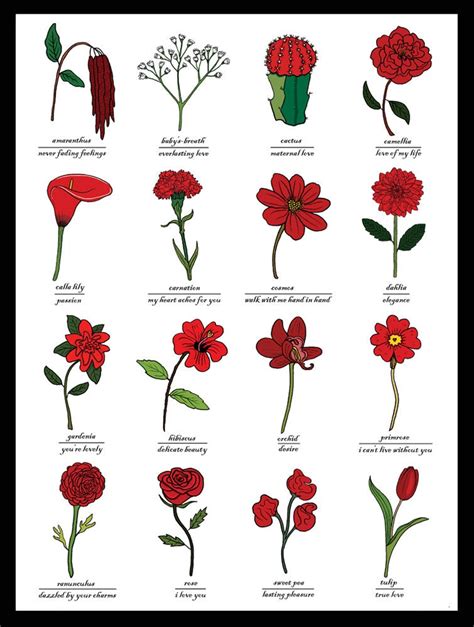 Passionate and Amorous: Red Flowers and their Symbolism of Love