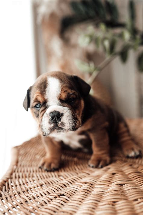 Pawsitively Adorable: The Cutest Puppy Breeds to Melt Your Heart