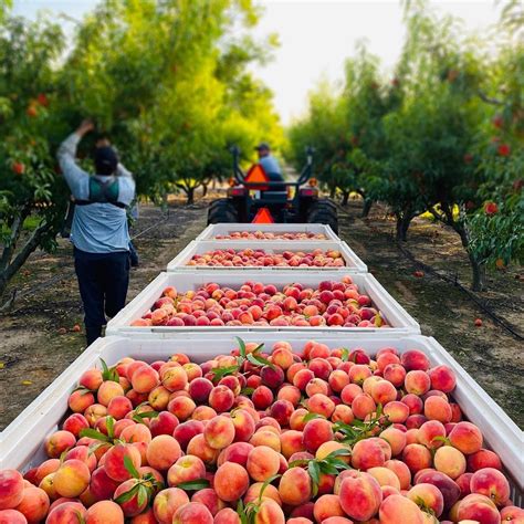 Peach Festivals and Events: A Celebration of the Luscious Fruit