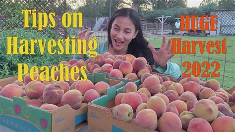 Peach Harvesting Tips and Tricks: Selecting optimal produce