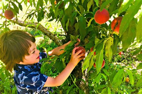 Peach Picking: An Adventure for the Whole Family