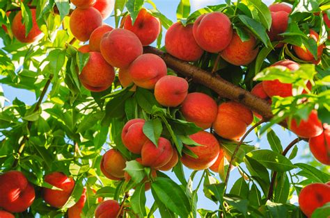 Peaches in Season: Savoring the Best of Nature's Bounty