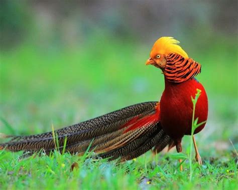 Peacock Conservation: Safeguarding the Splendor of an Exquisite Species