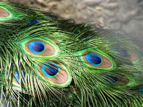 Peacock Feathers: A Natural Wonder