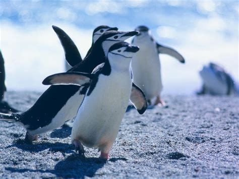 Penguins on the Run: Waddling through Unforeseen Encounters