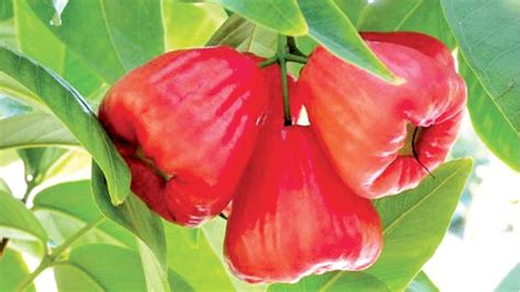 Perfectly Versatile: Culinary Uses of Rose Apple