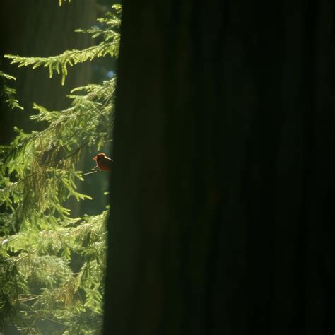 Personal Experiences and Testimonials: Fascinating Accounts of encounters with the Majestic Cardinal