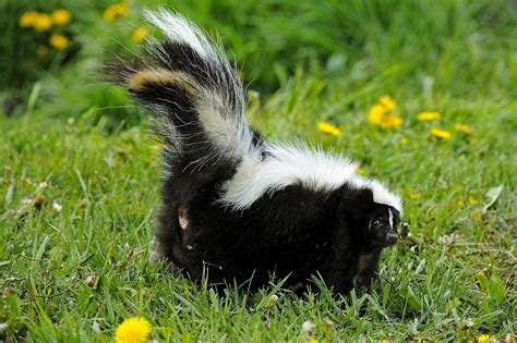 Personal Reflection: How Does the Odor of Skunk Relate to You?