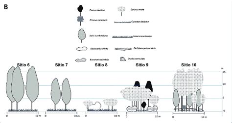 Personal Reflections: Exploring the Significance of Imagining a Pale Arboreal Structure