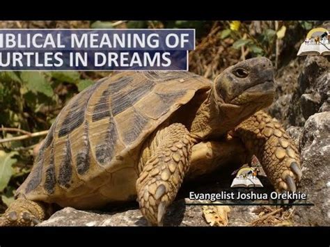 Personal Reflections: Unveiling the Significance of a Tortoise Dream in Self-Development