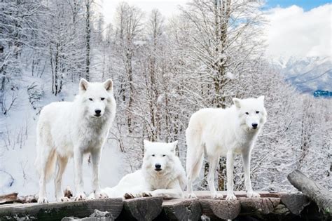 Personal accounts of dreaming about snowy wolves