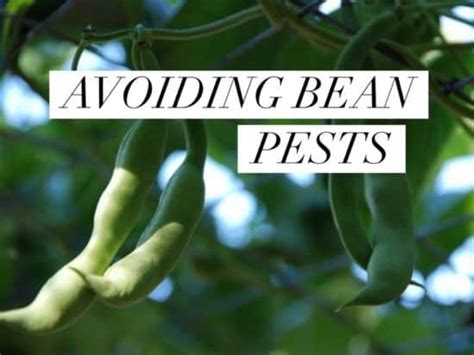 Pest control: Preventing and managing common bean pests