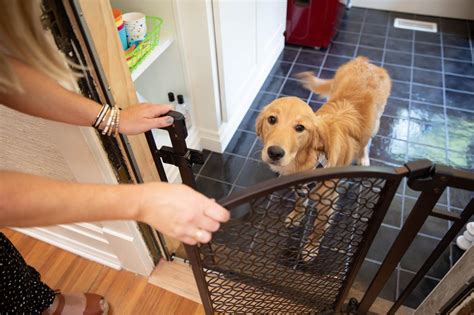 Pet-Proofing Your Home: Establishing a Secure Environment for Your Furry Companion