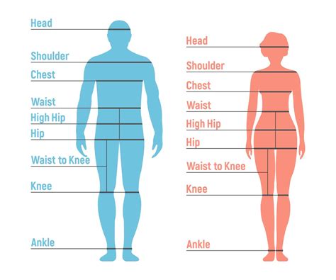 Physical Attributes: Height and Body Measurements