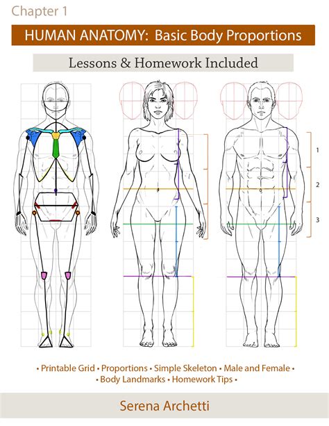 Physical Attributes: The Charm of Body Proportions