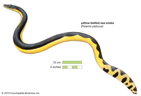 Physical Characteristics and Adaptations of Marine Serpents