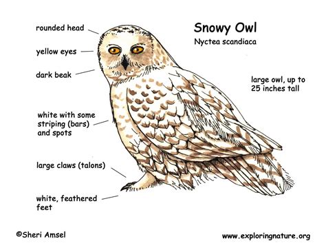 Physical Characteristics of Snowy Owls