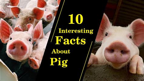 Piggy Personalities: Unveiling the Playful and Intelligent Nature of Petite Swine