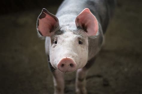 Piggy Ponderings: Debunking Myths and Misconceptions about Swimming Pigs