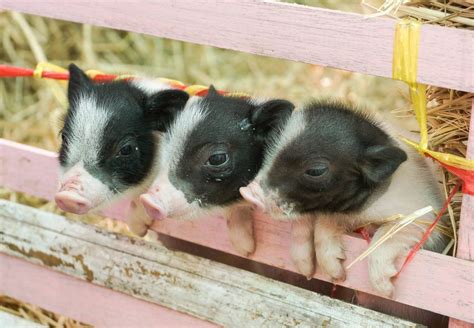 Piglets of Perfection: Discovering the Intriguing Characteristics of Miniature Swine