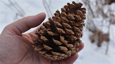 Pine Cones as Potent Symbols in Varied Cultures