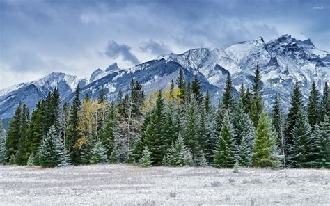 Pine Forests: A Photographer's Paradise