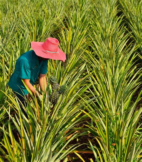 Pineapple Plantations: Meeting Global Supply and Demand