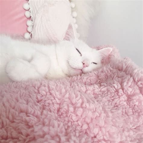 Pink Cats: Aesthetic Beauty or Potential Health Risks?