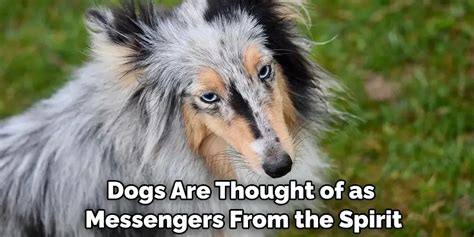 Pink Dogs as Messengers: Decrypting their Hidden Symbolism