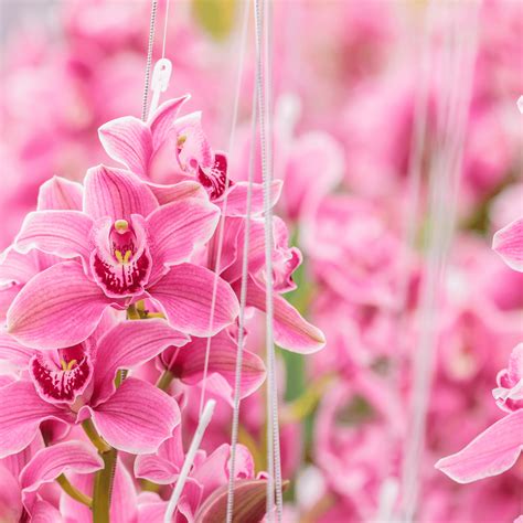 Pink Orchids as a Gift: Meaning and Significance