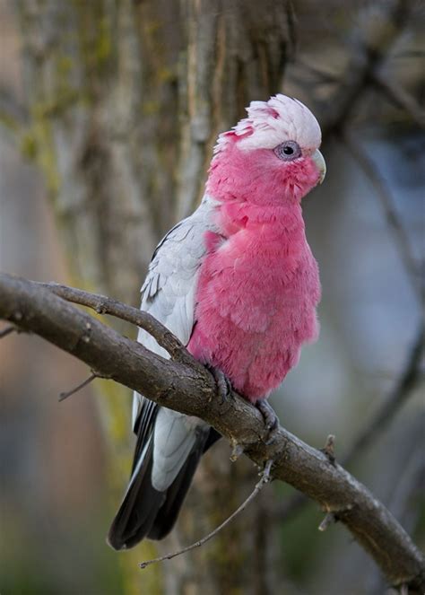 Pink Parrot Species: A Colorful Variety