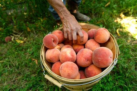 Planning Your Peach Harvest Adventure: Worldwide Destinations