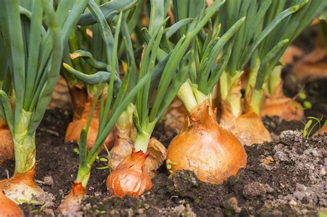 Planning Your Strategy to Sell Fresh Onions for Profit