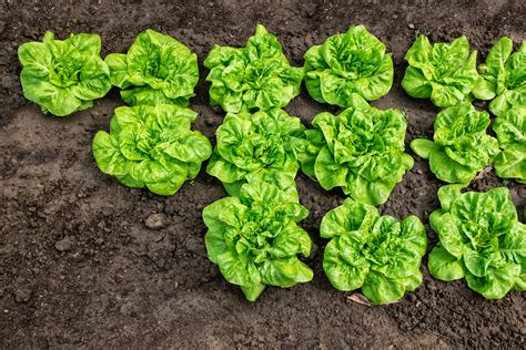 Planning your Lettuce Garden: Location, Soil, and Sunlight