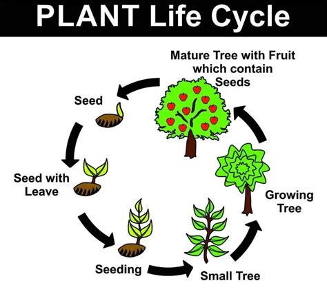 Plantains as a Metaphor for Life's Cycles and Seasons