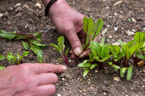 Planting Beetroot: Best Practices for Achieving Optimal Results