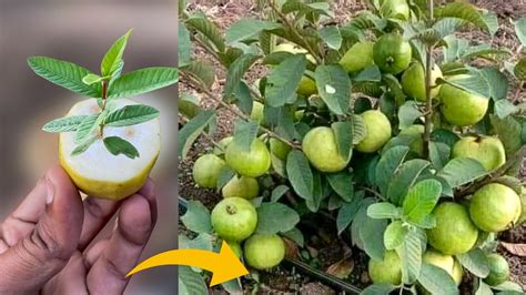 Planting Guava Trees: Step-by-Step Guide to Ensure Healthy Growth and Bountiful Harvest