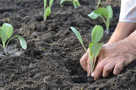 Planting and Caring for Cabbage Seedlings