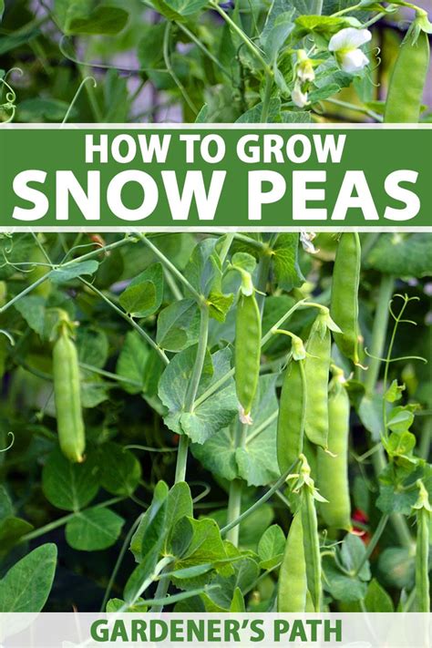 Planting and Caring for Snow Peas: Tips for a Successful Harvest