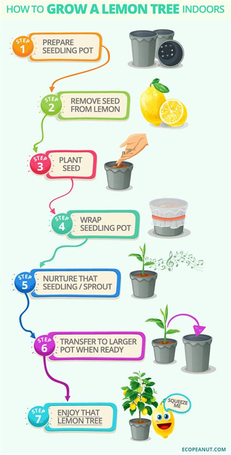 Planting and Caring for Your Lemon Trees: A Step-by-Step Guide