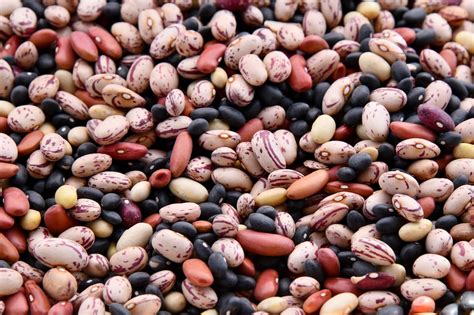 Planting and care: Steps for a successful bean cultivation