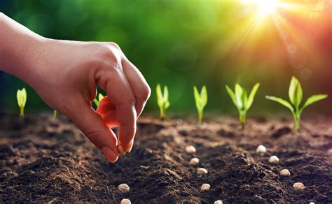 Planting the Seeds: Getting Your Fruit Enterprise Off the Ground