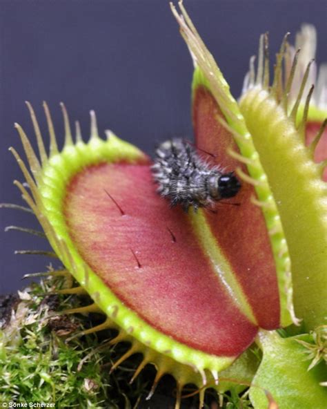 Plants as Stealthy Predators: Unlocking the Insect-trapping Tactics