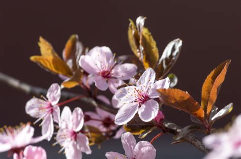 Plum Blossoms and Love: The Symbolic Relationship between Plums and Romance