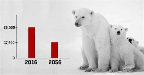 Polar Bear Population Decline: Alarming Statistics and Warnings