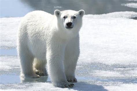 Polar Bears: Majestic Creatures of the North