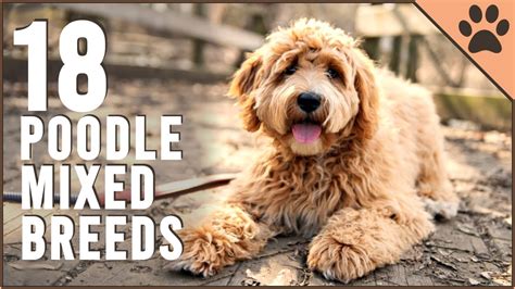 Poodle Mixes: Unique Crossbreeds for Your Ideal Companion