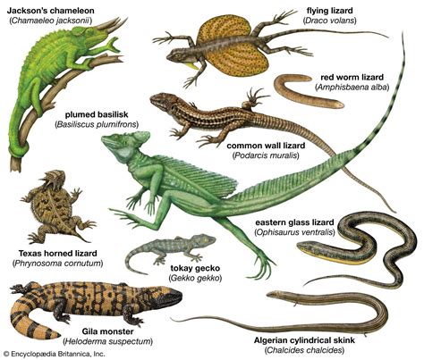 Possible Interpretations and Meanings of Specific Lizard Species