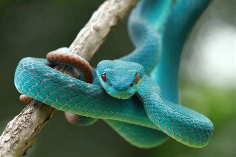 Possible Meanings of Different Snake Colors in Dreams