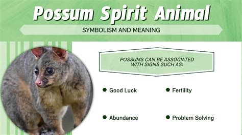 Possible Meanings of Encountering a Possum Persistently Pursuing Me